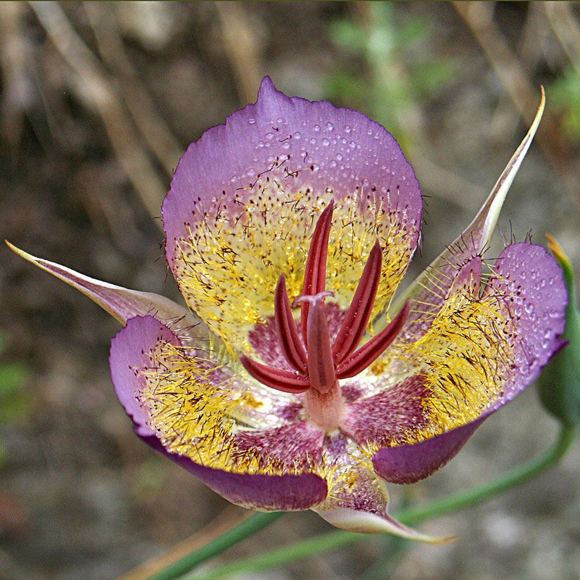 Plummer’s Mariposa Lily