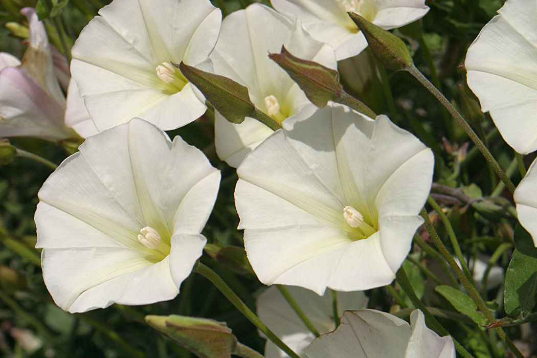 Wild Morning Glory