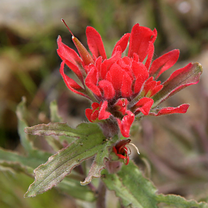 Wavyleaf Indian Paintbrush