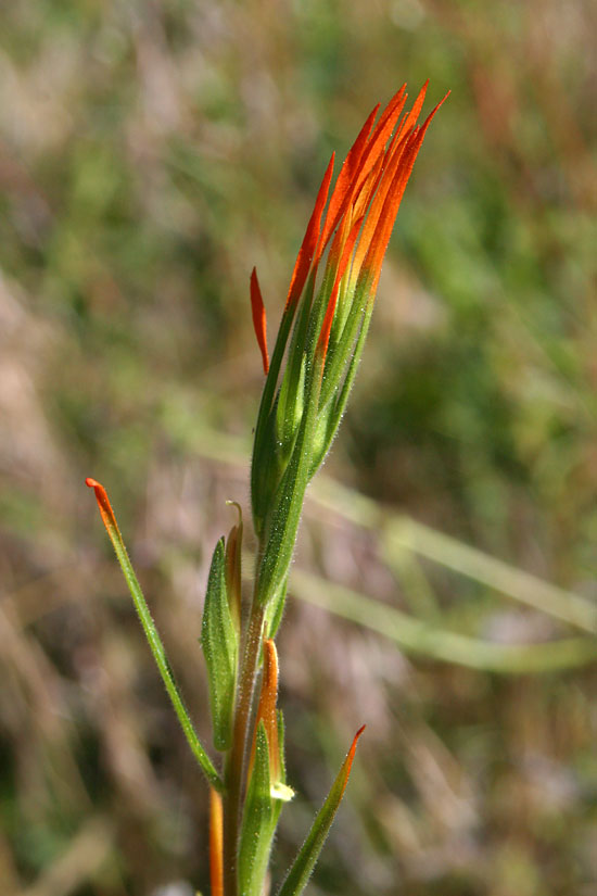 Lesser Indian Paintbrush