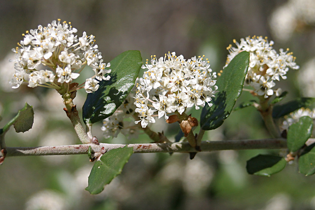 Hoaryleaf Ceanothus