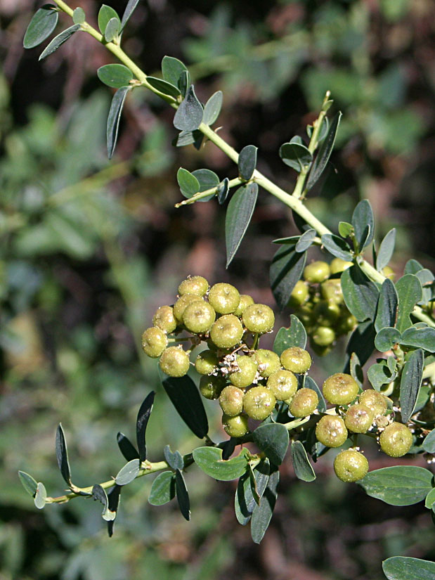 Chaparral Whitethorn