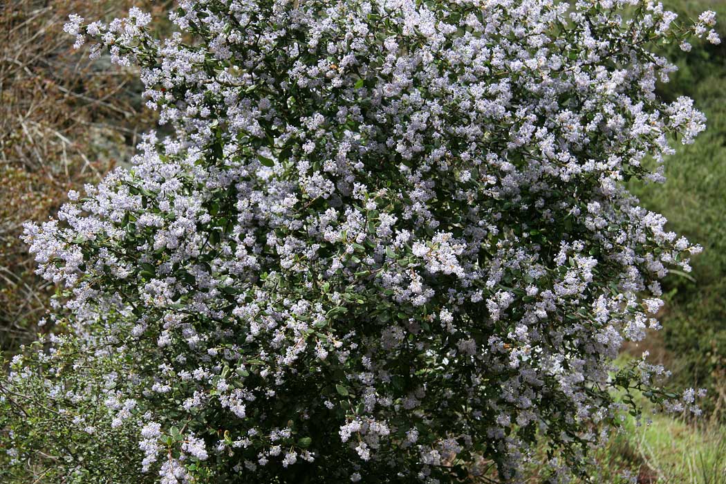 Hairy Ceanothus