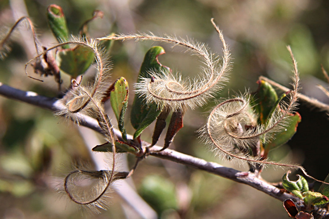 Mountain Mahogany