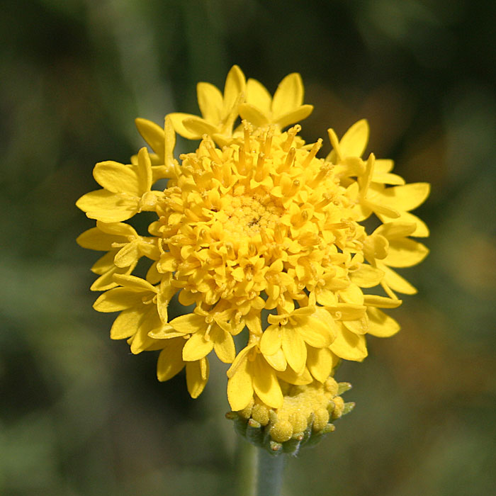 Yellow Pincushion