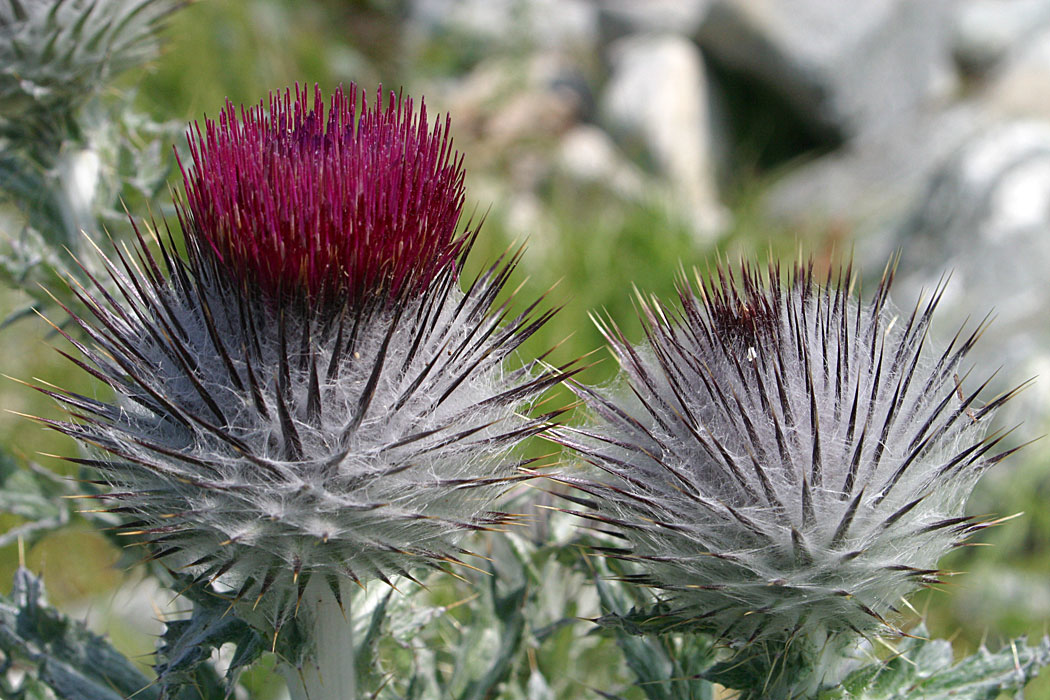 Western Thistle