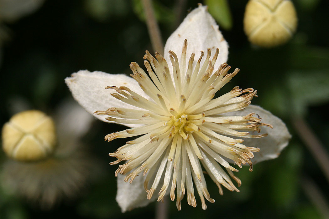 Chaparral Virgin's Bower