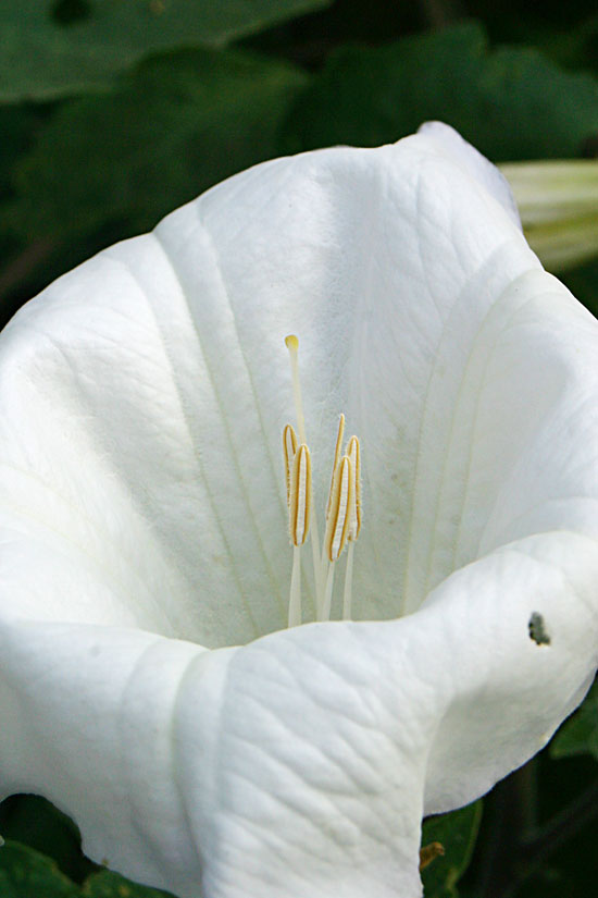 Sacred Datura