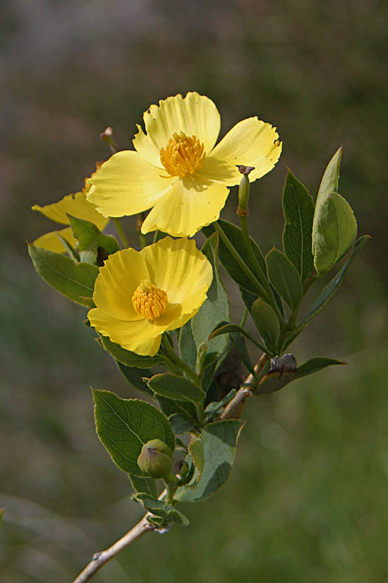 Bush Poppy