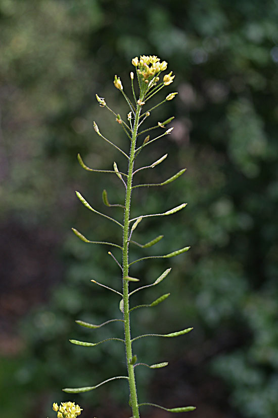 Tansy Mustard