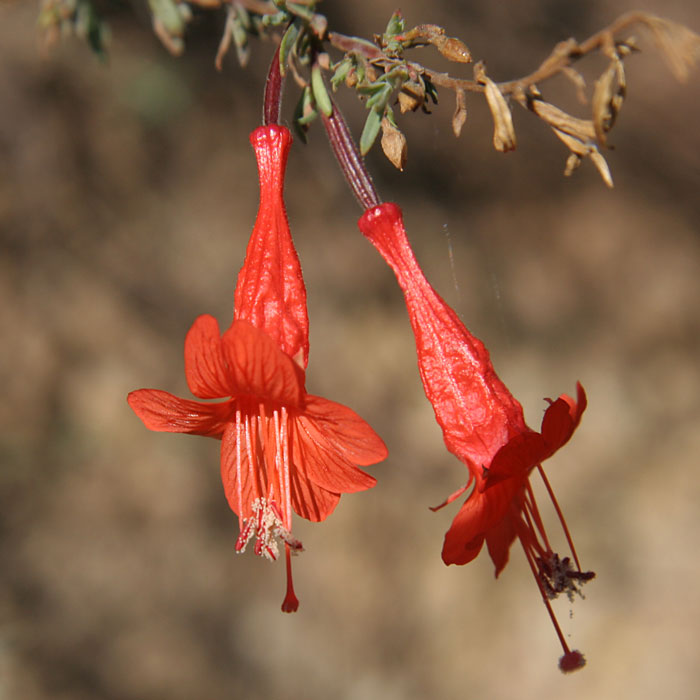 Califorrnia Fuchsia