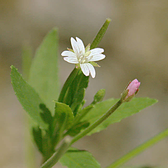 Willow Herb