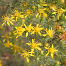 Pine Goldenbush