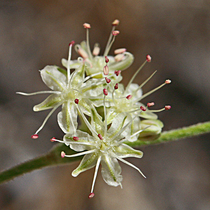 Wand Buckwheat