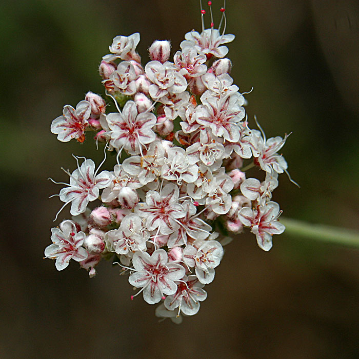 Flat-topped Buckwheat