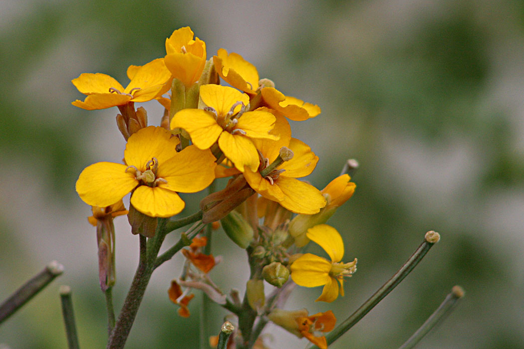 Wall Flower