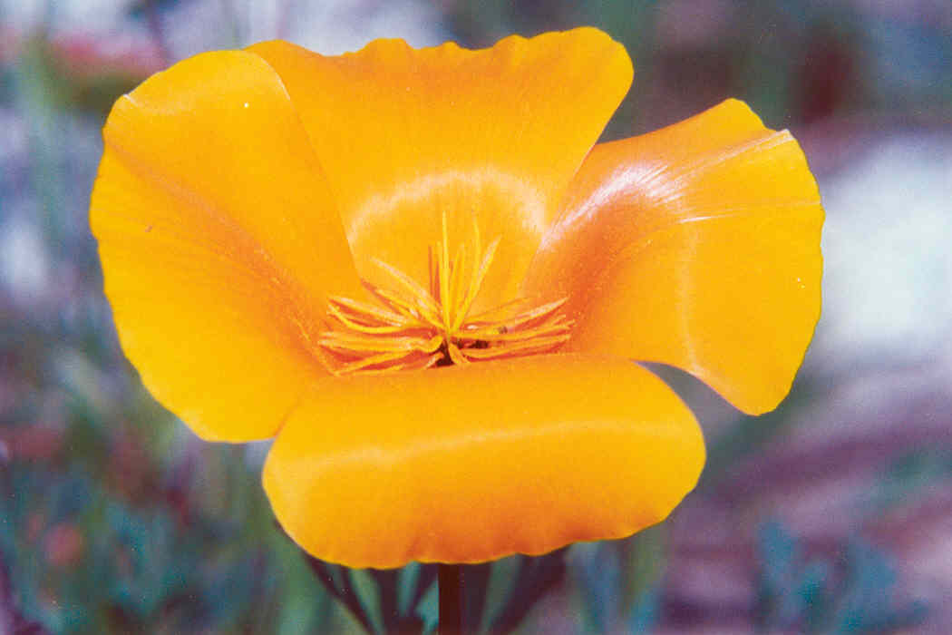 California Poppy