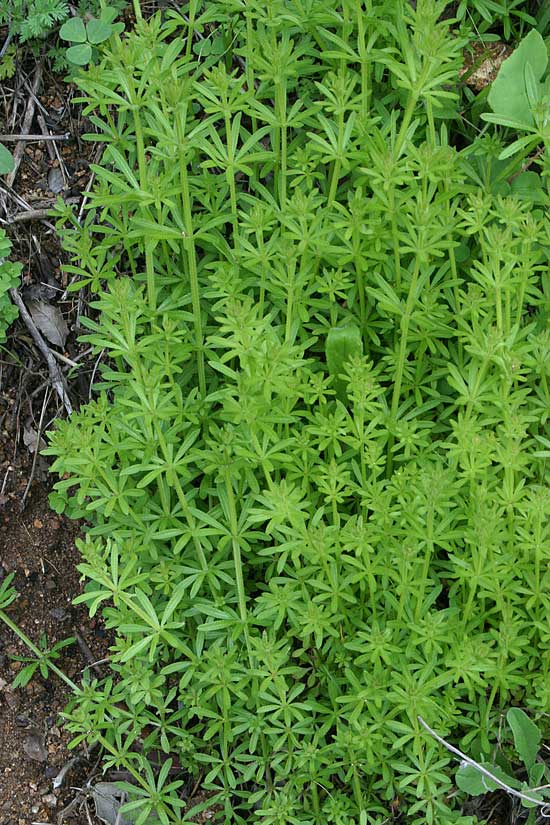 Common Bedstraw