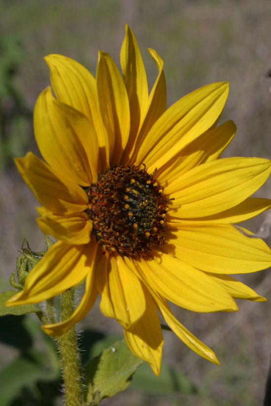 Common Sunflower