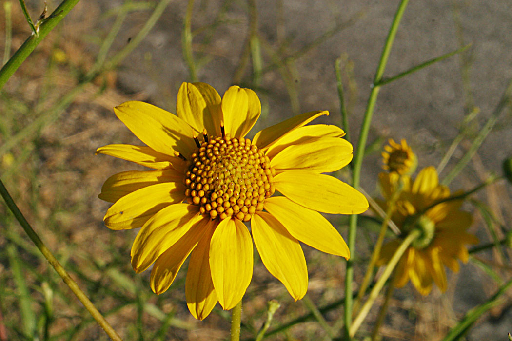 Slender Sunflower
