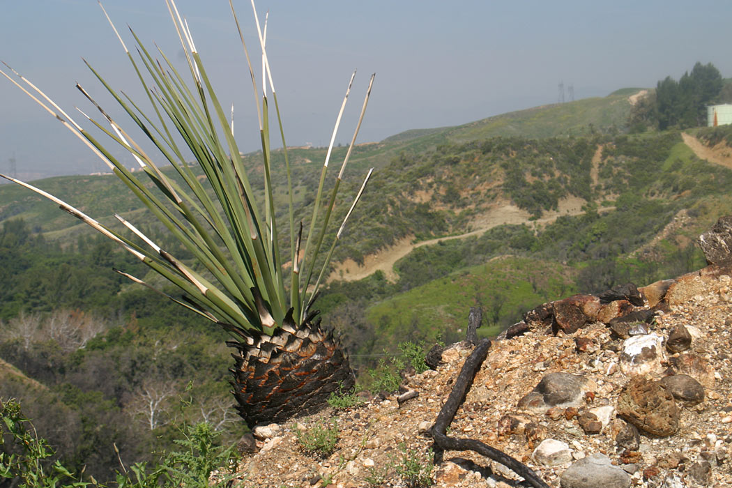 Chapparal Yucca