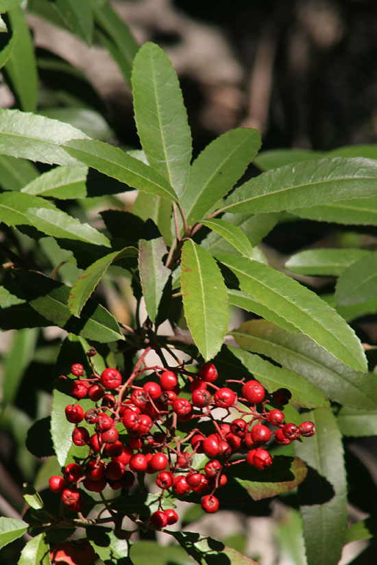 Toyon
