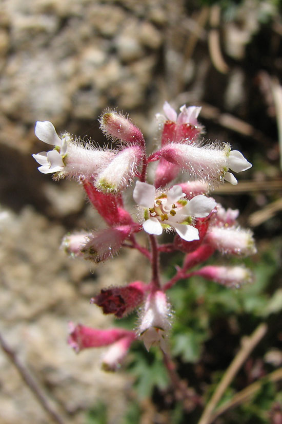 Urn-flowered Alumroot