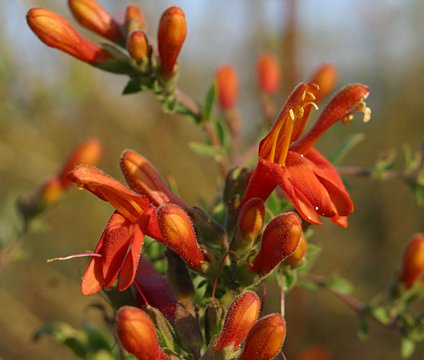 Heartleaf Penstemon