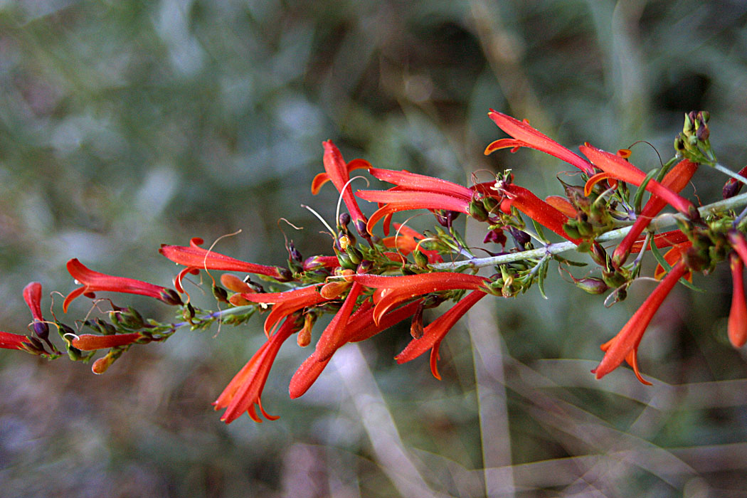 Whorlleaf Penstemon