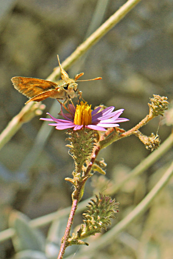 California Aster