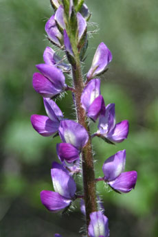 Stinging Lupine