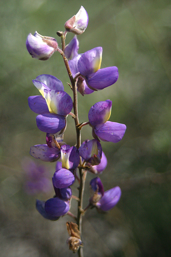 Bush Lupine