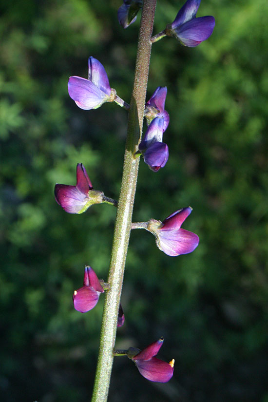 Collar Lupine