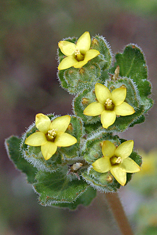 Chaparral Blazing Star