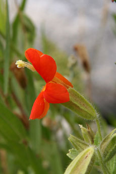 Scarlet Monkeyflower