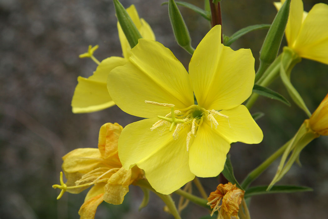 Hooker's Evening Primrose