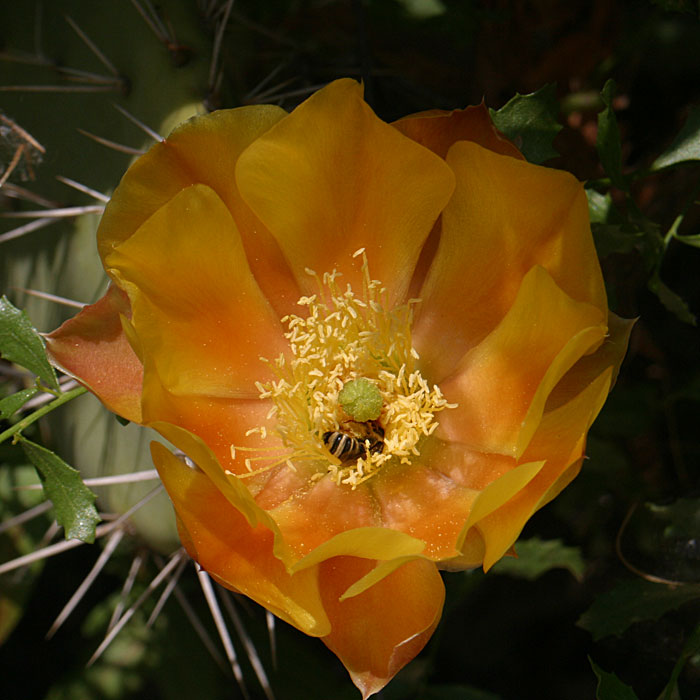 Prickly Pear Cactus