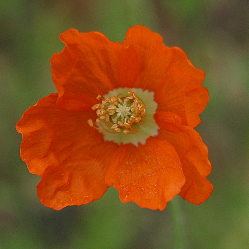 Fire Poppy
