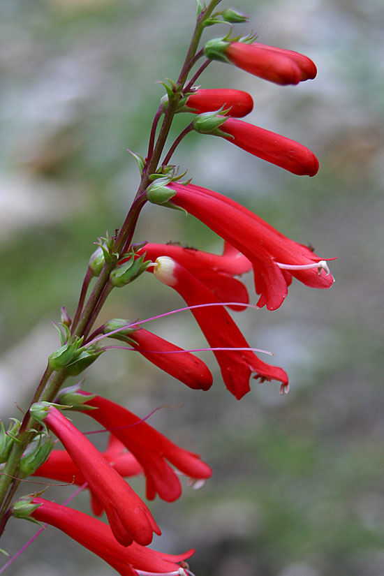 Scarlet Bugler