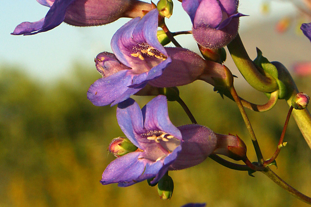 Showy Penstemon