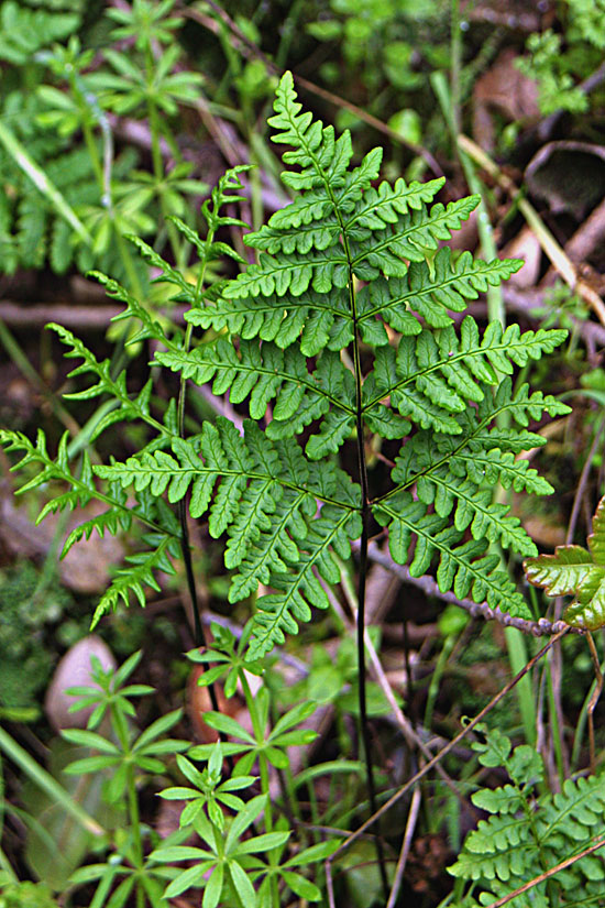 Goldback Fern