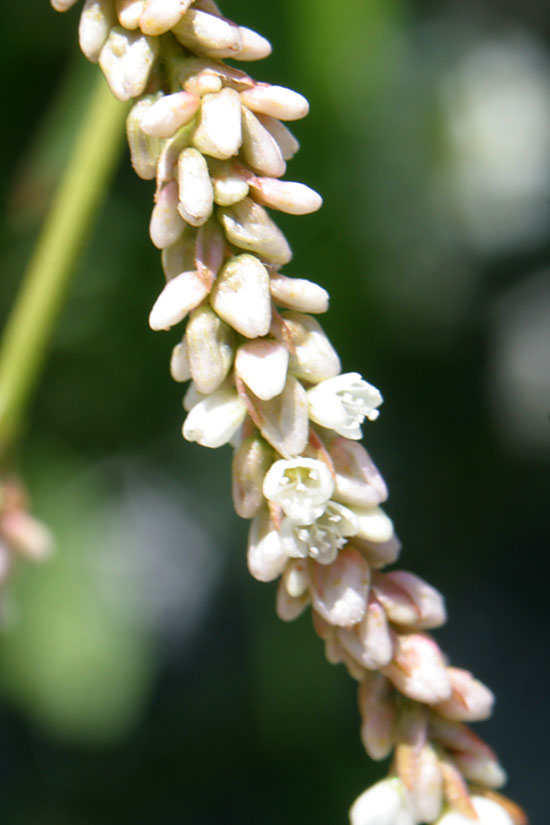 Willow Weed
