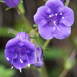 Wild Canterbury Bells