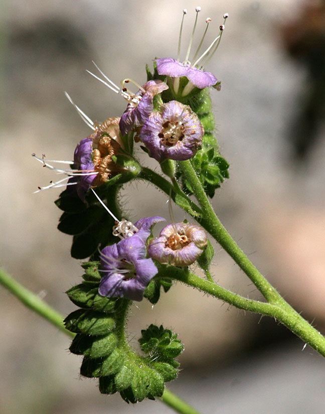 Branching Phacelia