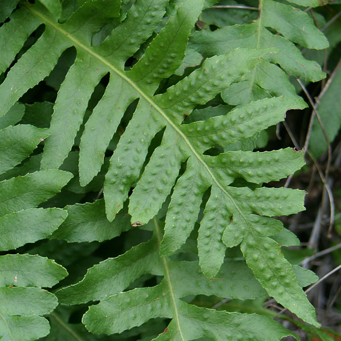 California Polypody