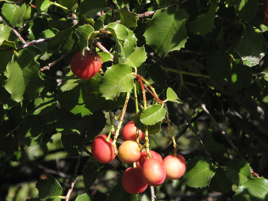 Holly-leaf Cherry