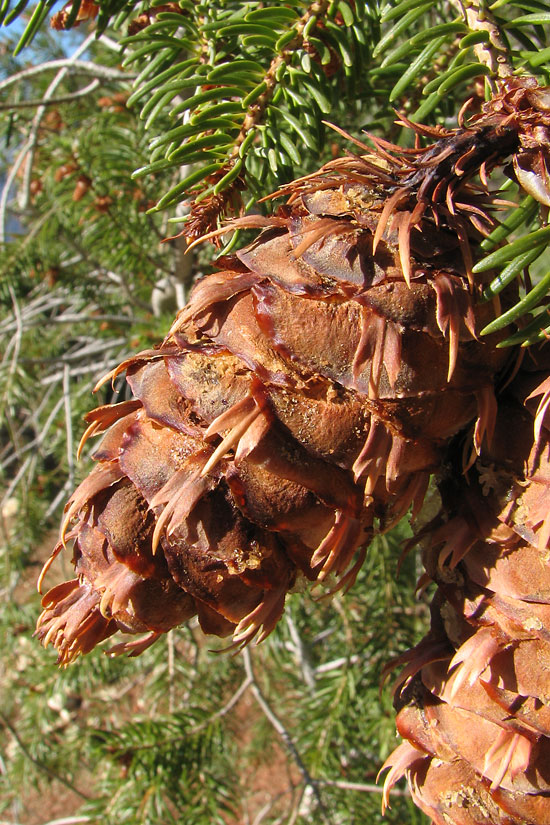 Bigcone Douglas-fir