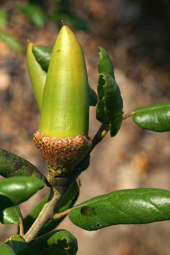 Coast Live Oak