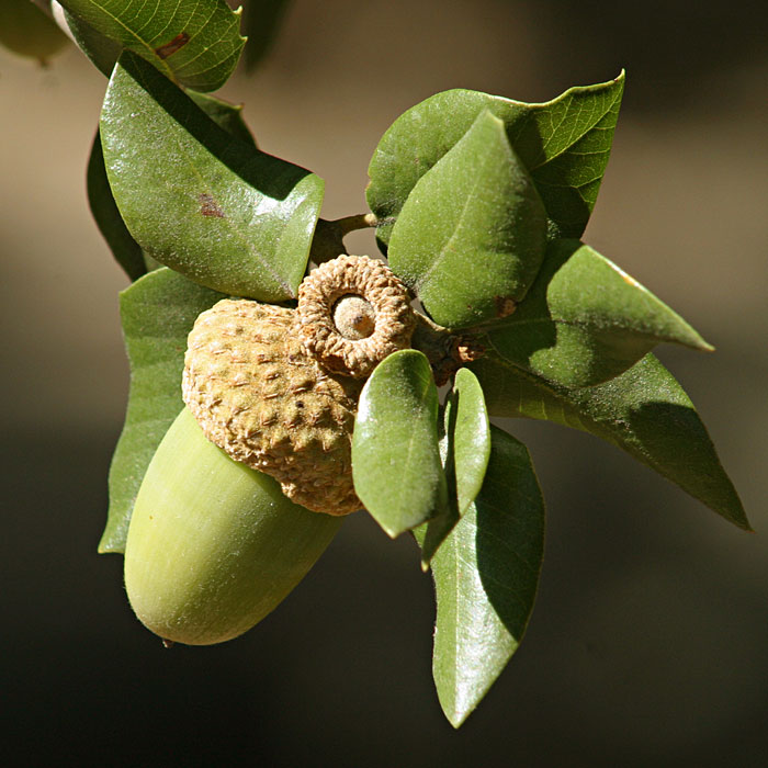 Canyon Live Oak