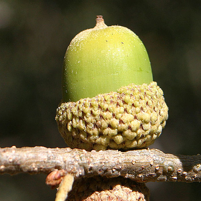 Engelmann Oak